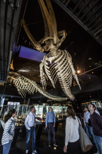 Skelett des letzten Wals, der vor 150 Jahren an der Küste von Guipuzco gefangen wurde