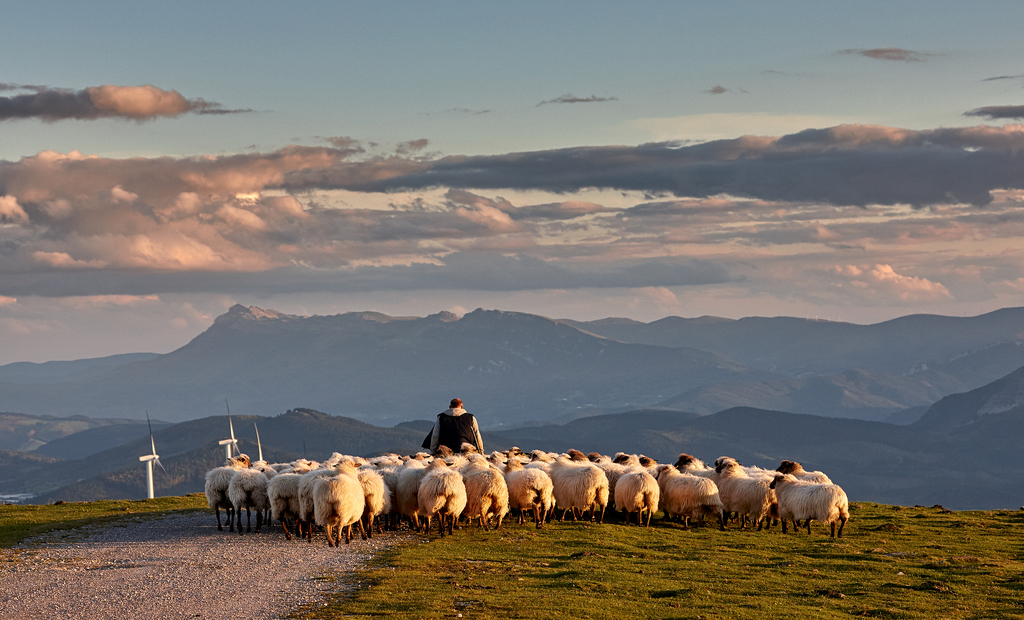 Овцы "латха" традиционная для земли